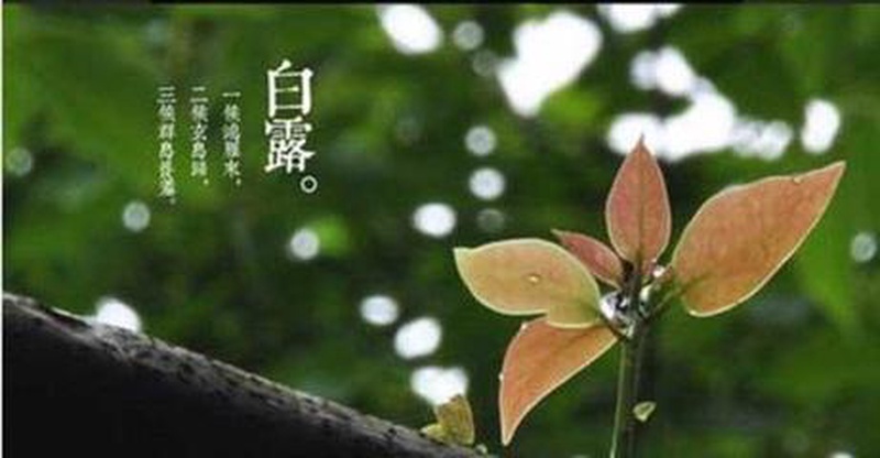 白露