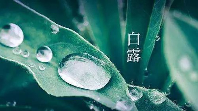 白露