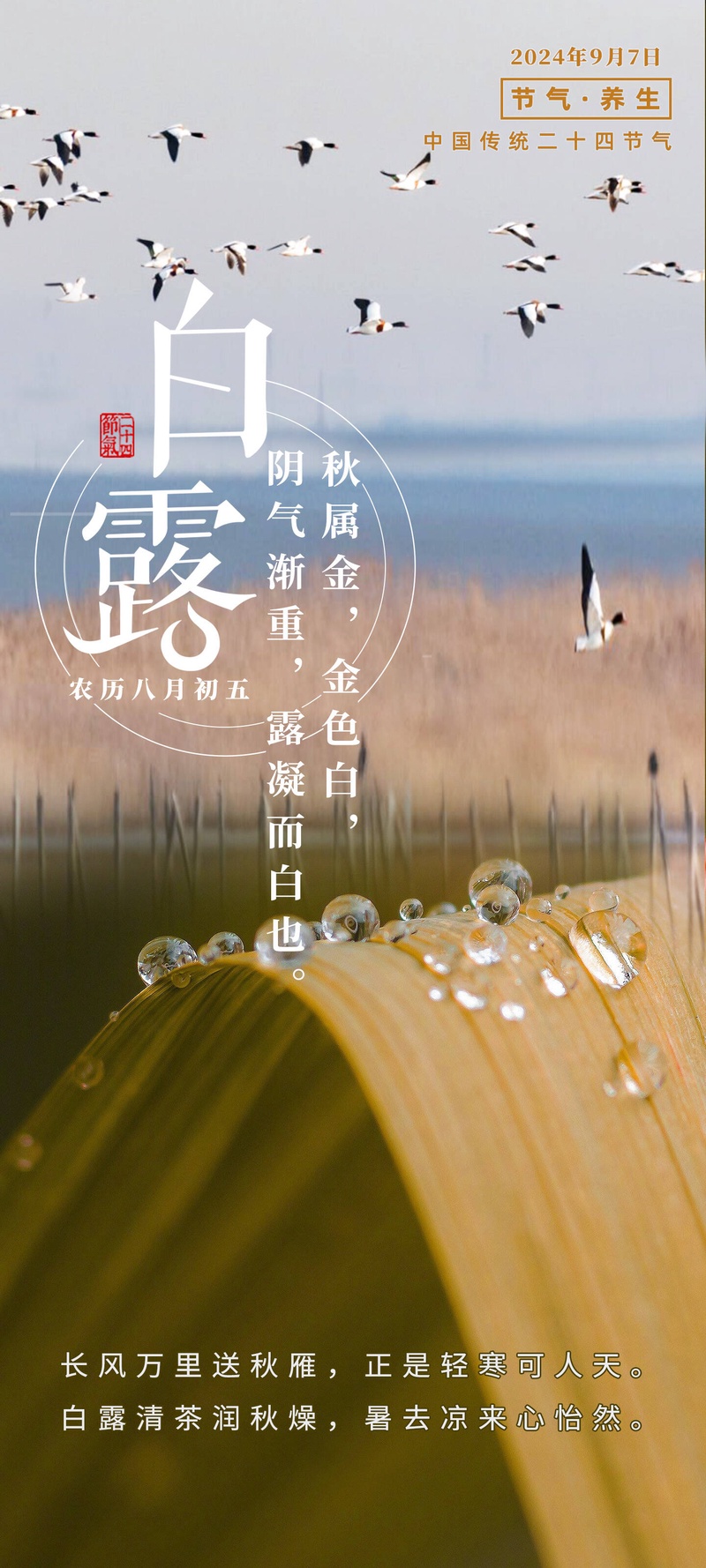 白露